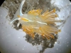 An opalescent nudibranch is a native species common in Prince William Sound. This one was found during the September bioblitz.