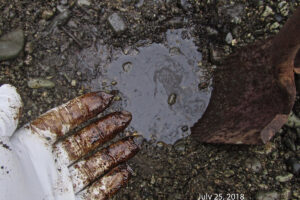 Photo of oil from 1989 Exxon Valdez spill on Eleanor Island. Photo taken July 25, 2018. Photo by Dave Janka.