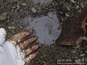 Photo of oil from 1989 Exxon Valdez spill on Eleanor Island. Photo taken July 25, 2018. Photo by Dave Janka.