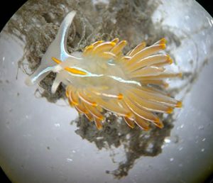 An opalescent nudibranch is a native species common in Prince William Sound. This one was found during the September bioblitz. Photo by Nelli Vanderburg.