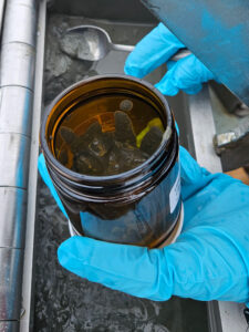 A gloved hand holds a jar of grey sediment collected during sampling.