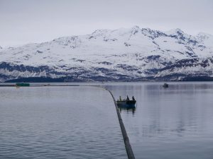 Photo shows crews tending boom around the Solomon Gulch Hatchery, about 2 miles from the terminal. Early in the spill response, Alyeska deployed this protective boom around the hatchery and nearby Valdez Duck Flats. No oil reached either site. Both sites are particularly sensitive to oil contamination. Sensitive areas like these are identified before a spill occurs and response plans are tailored to each site. These plans save time during the critical first hours of a response.