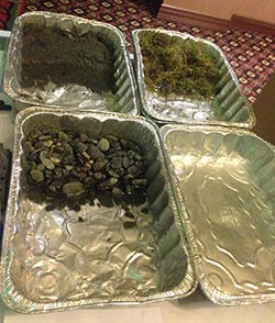 Oil spill activity: The four aluminum roasting pans each contain a mock “beach” – one mudflat, one grassy, one rocky, one pebbly. The students, working in teams, plan how they will respond to the vegetable oil and black tempura paint oil spill that is about to hit. Cost sheets describe how much their labor and available oil spill response materials – such as pipe cleaners, cotton balls, sponges, and oil absorbent pads – will cost and what is their budget for the clean-up. Once they signal they are ready, a teaspoon of the oil mixture is spilled into their pan, and they race to respond. In a short and exciting hour, these students understand more about oil spill response, and the importance of oil spill prevention, than most adults.