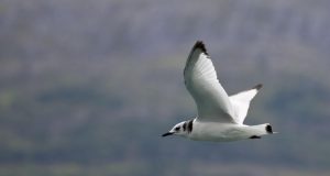 Prince William Sound is home to a variety of bird species in winter