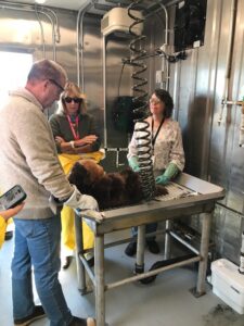 Three people surround a metal table in a shiny new facility with modern equipment. One of the three is directing the other two on otter cleaning techniques. The "otter" on the table is a stuffed toy.