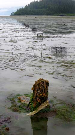 Crab traps are set out at low tide.