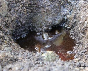 At a location farther up the beach, thicker oil seeps out of the sediment. Photo by Amanda Johnson.