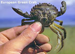 Marine Invasive Species Bioblitz in Valdez