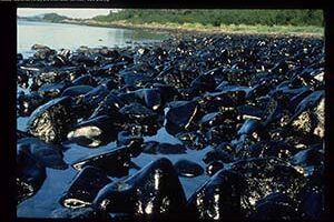 Photo take after the Exxon Valdez oil spill of a rocky beach in Prince William Sound. The rocks are coated in black crude oil.