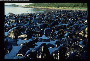Photo take after the Exxon Valdez oil spill of a rocky beach in Prince William Sound. The rocks are coated in black crude oil.