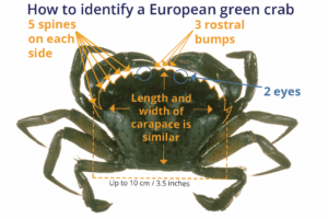 Image shows that green crab can be identified by counting the bumps on the front of the carapace.: 5 pointy spines on left, then an eye, followed by three bumps in the center, then another eye, and 5 more spines on the right.