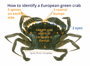 Image shows that green crab can be identified by counting the bumps on the front of the carapace.: 5 pointy spines on left, then an eye, followed by three bumps in the center, then another eye, and 5 more spines on the right.