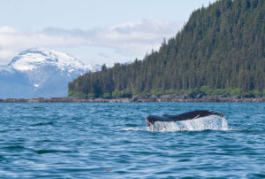 Photo of Prince William Sound with water in the foreground and mountains in the background. The focs of the image is the fluke, or tail, of a humpback whale peeking out of the water.