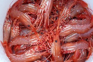 Prince William Sound shrimp