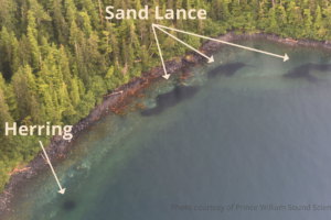This image is an aerial photos of one school of herring and three schools of sand lance. The herring is round and compact while the sand lance are irregular.