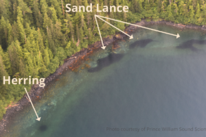 This image is an aerial photos of one school of herring and three schools of sand lance. The herring is round and compact while the sand lance are irregular. 