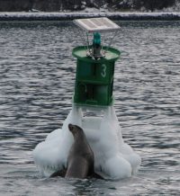 Protecting Winter Wildlife from Oil Spills