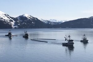 Two fishing vessels pull boom behind them. Each boat is attached to one end of the boom so that when they move forward, the boom forms a curve. In this first image, the boats are parallel with each other so that the boom is in the shape of the letter U.