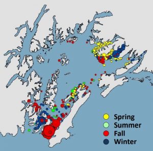 Where humpback whales hang out in Prince William Sound, by season. Image from "We are watching" presentation by Mandy Lindeberg.