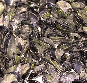 Mussels