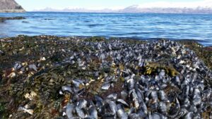Image of a colony of blue mussels on a shore in Larsen Bay, Prince William Sound. The waters and mountains of Prince William Sound can be seen in the distance.