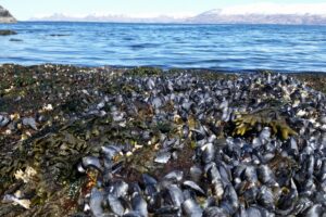 Image of a colony of blue mussels on a shore in Larsen Bay, Prince William Sound. The waters and mountains of Prince William Sound can be seen in the distance.